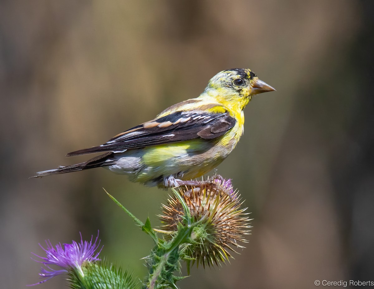 American Goldfinch - ML622997718