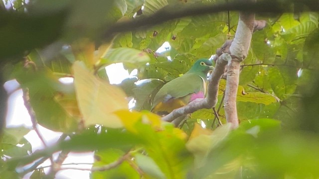 Geelvink Fruit-Dove - ML622997720