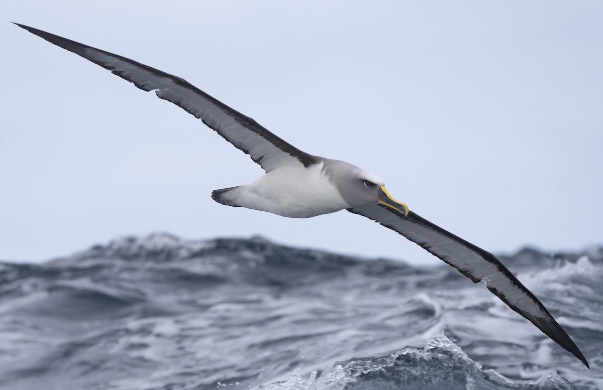 Albatros de Buller - ML622997733