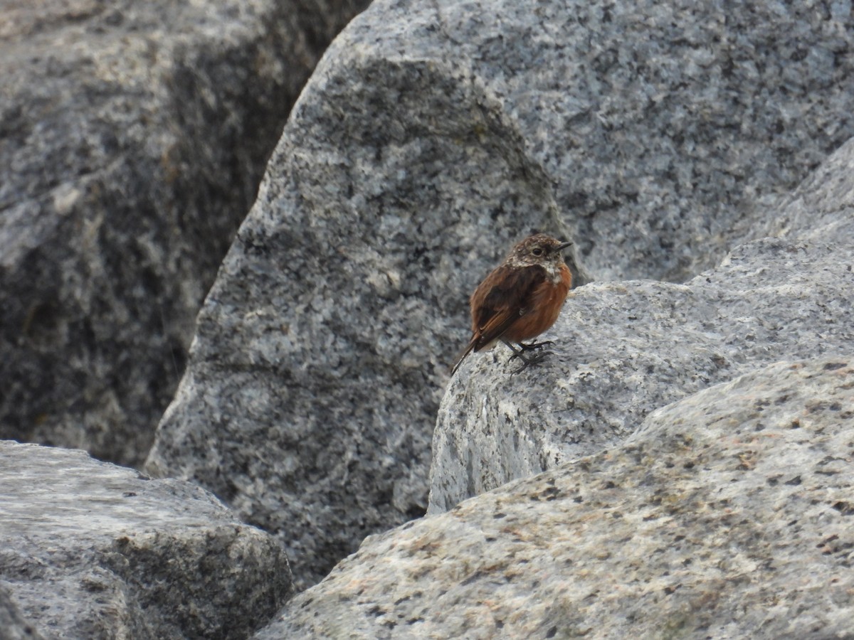 European Stonechat - ML622997734