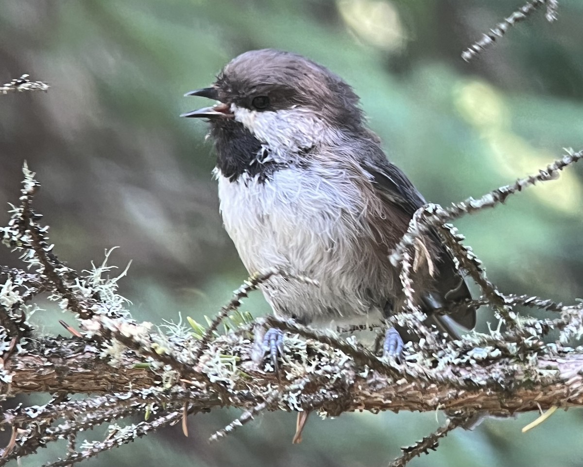 Boreal Chickadee - ML622997767