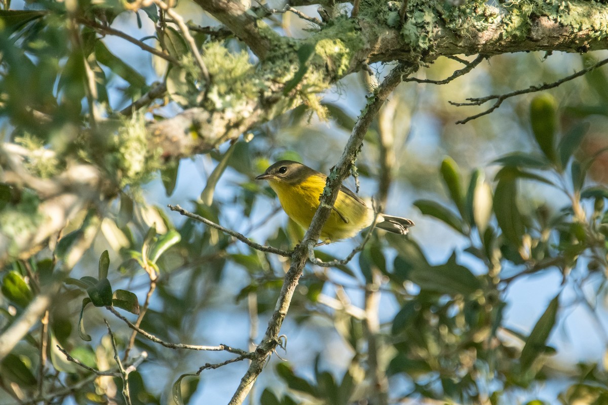 Prairie Warbler - ML622997804