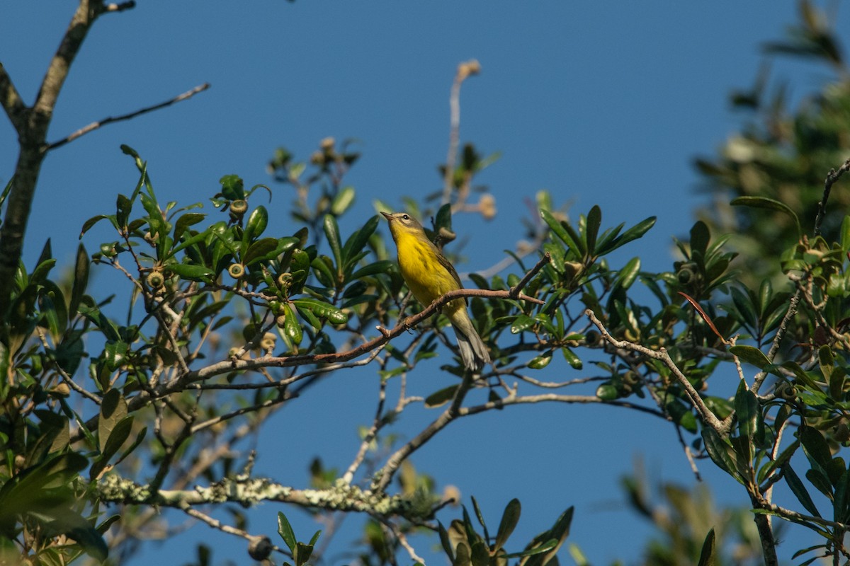 Prairie Warbler - ML622997805