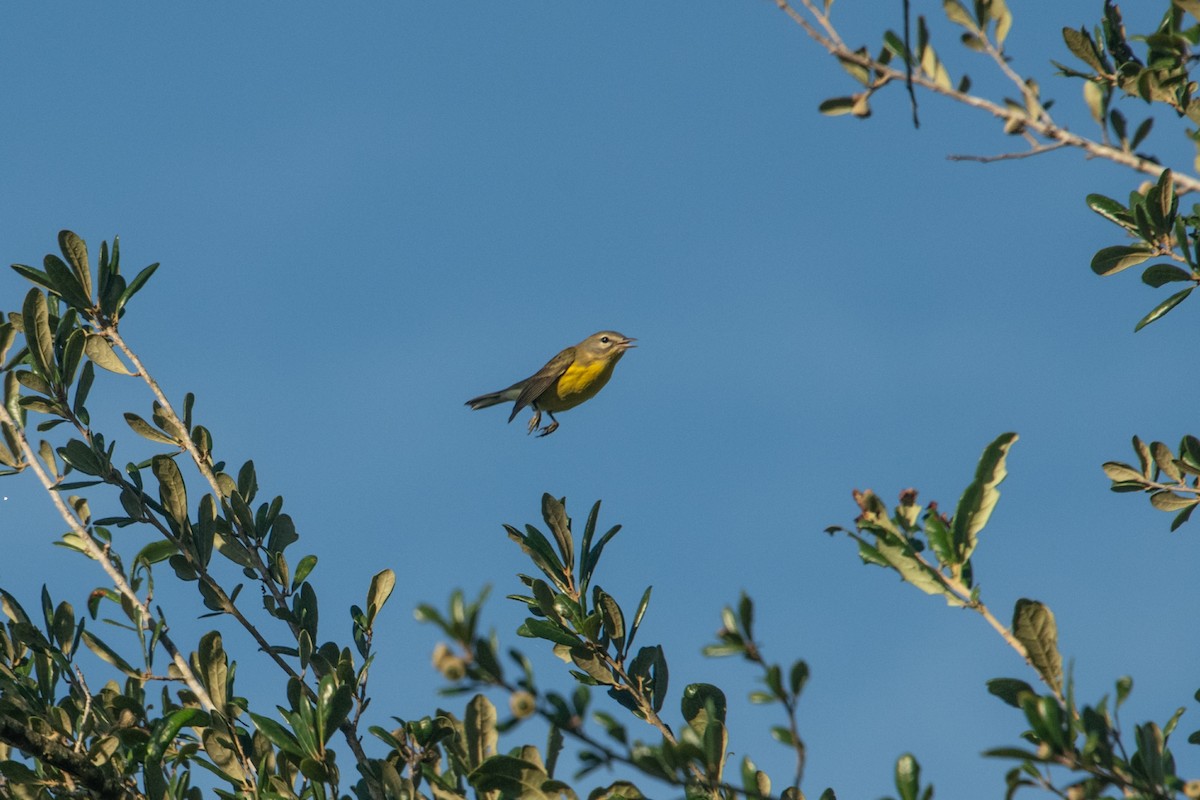 Prairie Warbler - ML622997806