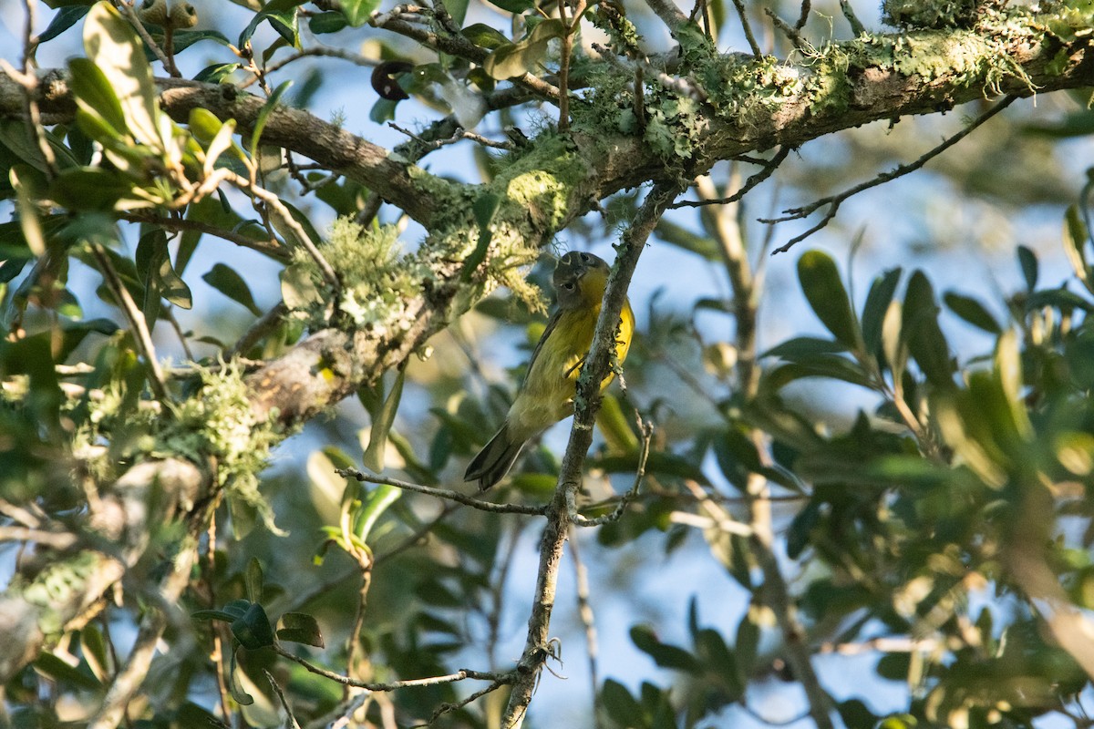 Prairie Warbler - ML622997807