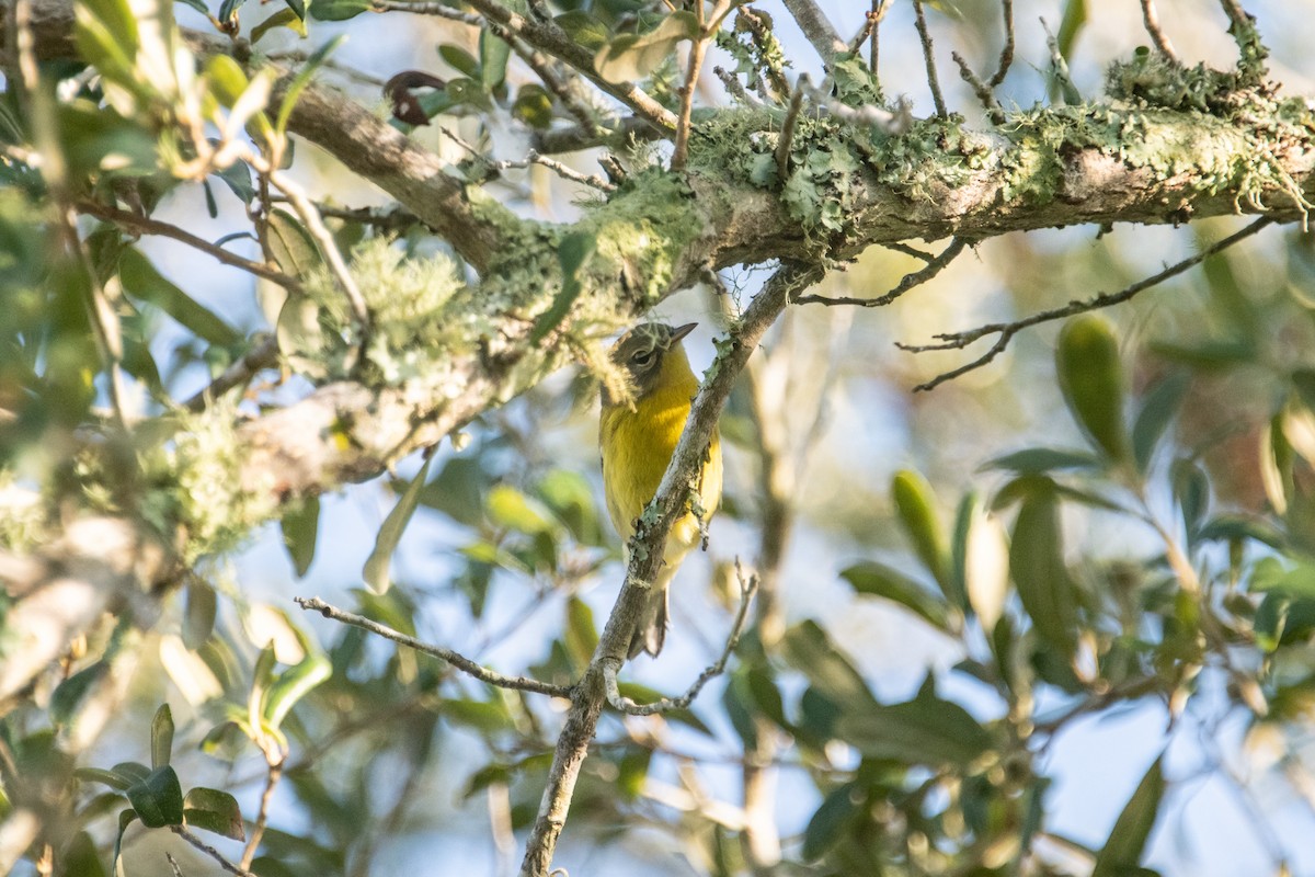 Prairie Warbler - ML622997808