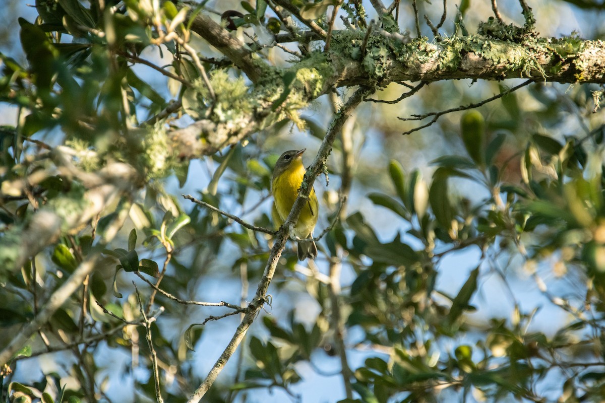 Prairie Warbler - ML622997809