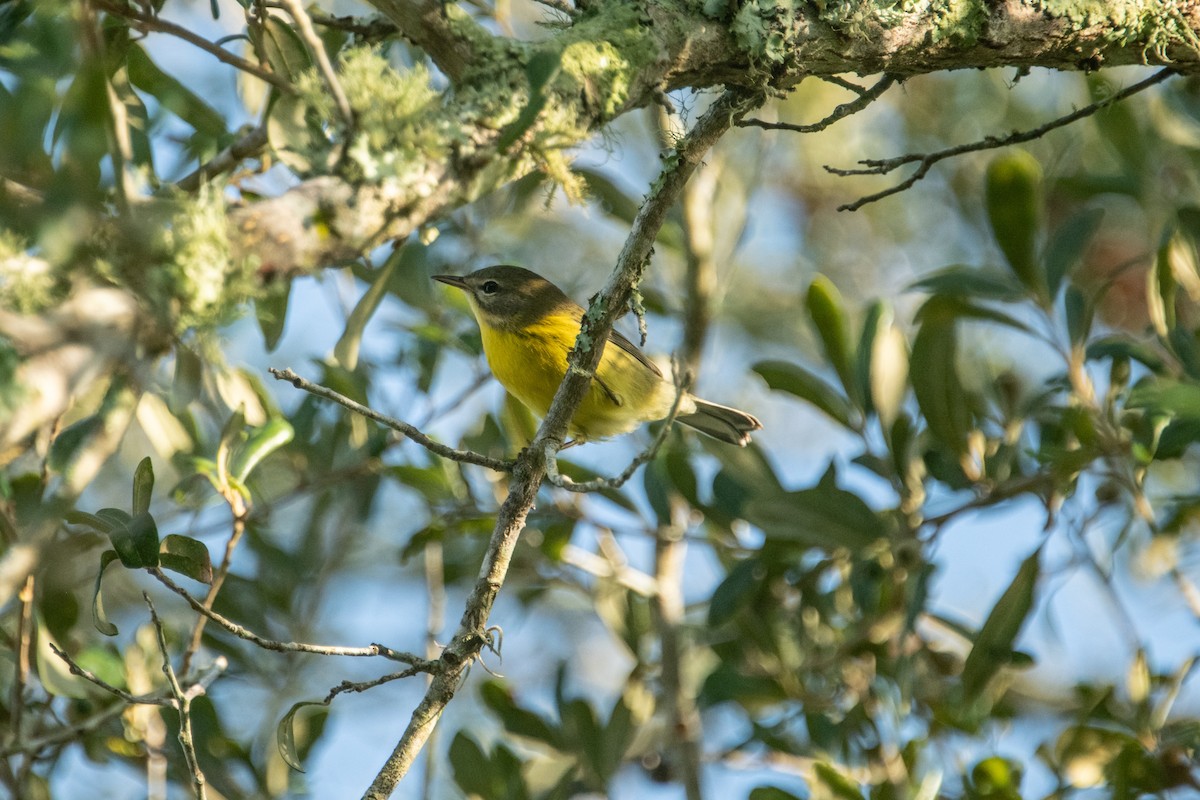 Prairie Warbler - ML622997810