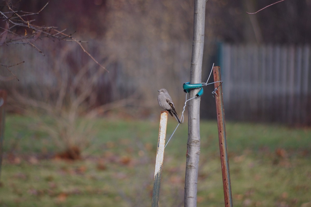 Townsend's Solitaire - ML622997822