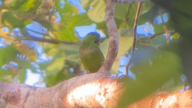 Salvadori's Fig-Parrot - ML622997869