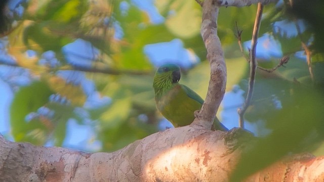 Salvadori's Fig-Parrot - ML622997870