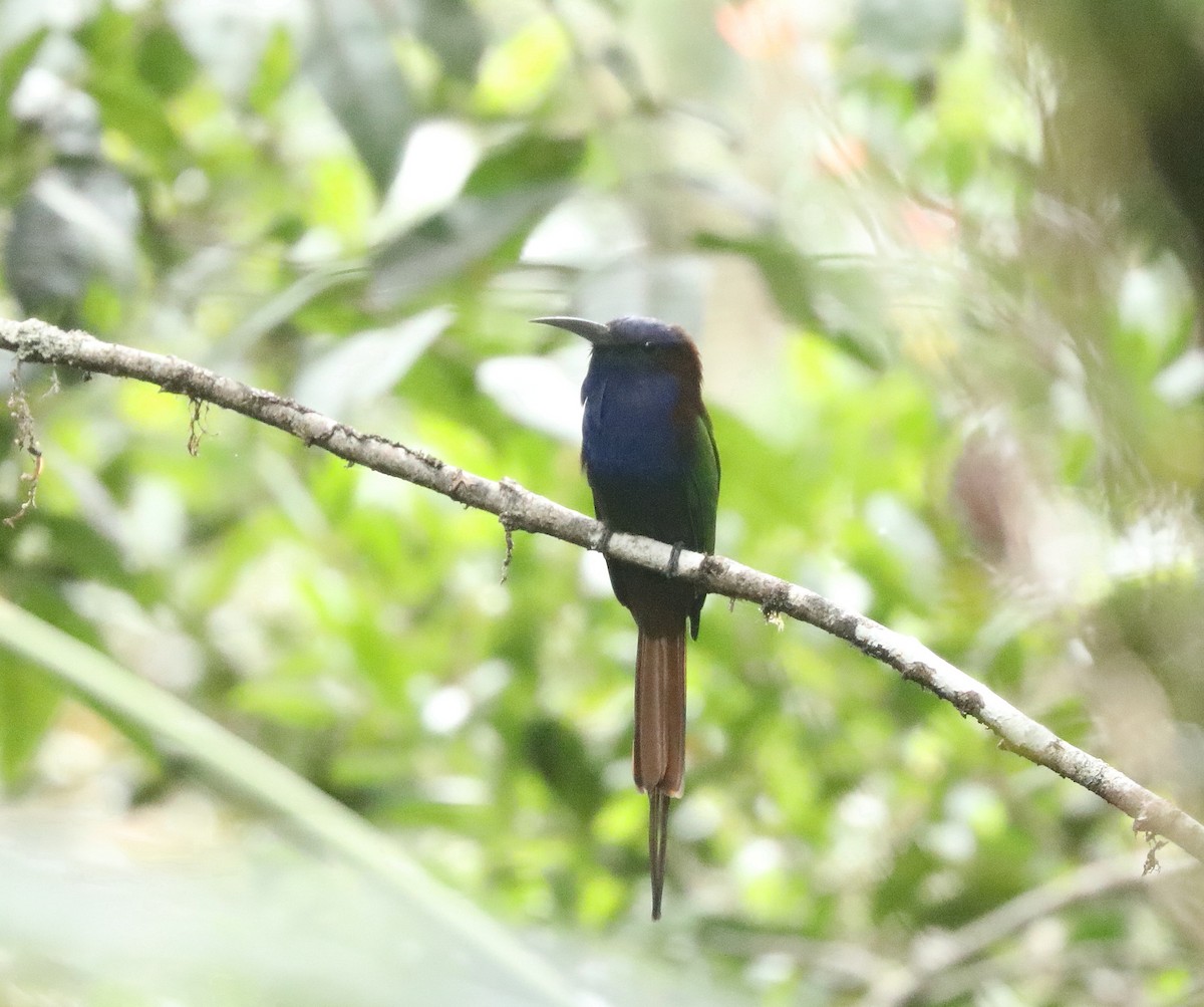 Purple-bearded Bee-eater - ML622997913