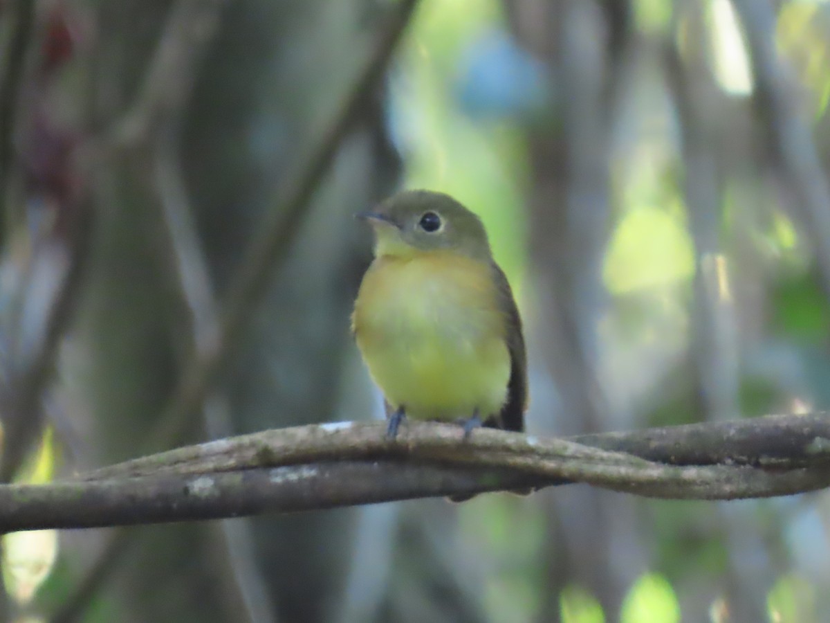 Whiskered Flycatcher - ML622997938