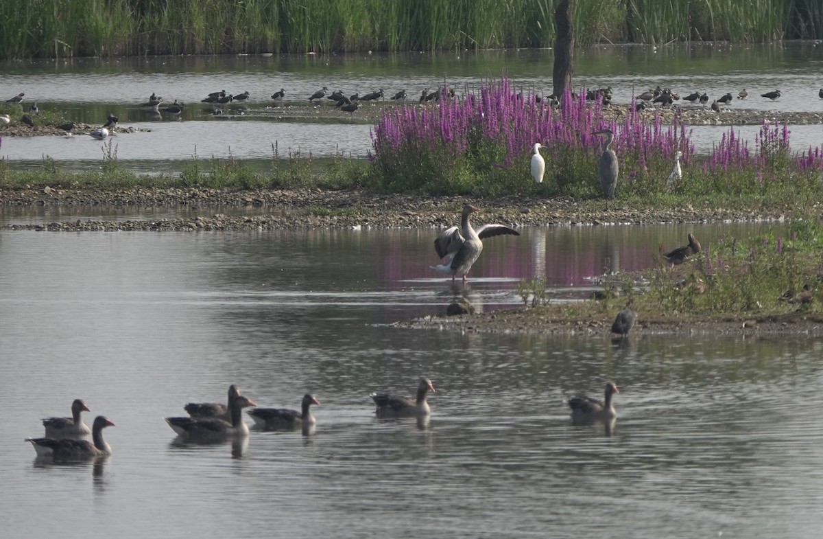 Graylag Goose - Martin Kennewell