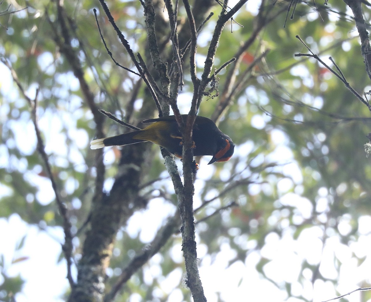 Fiery-browed Myna - ML622998182