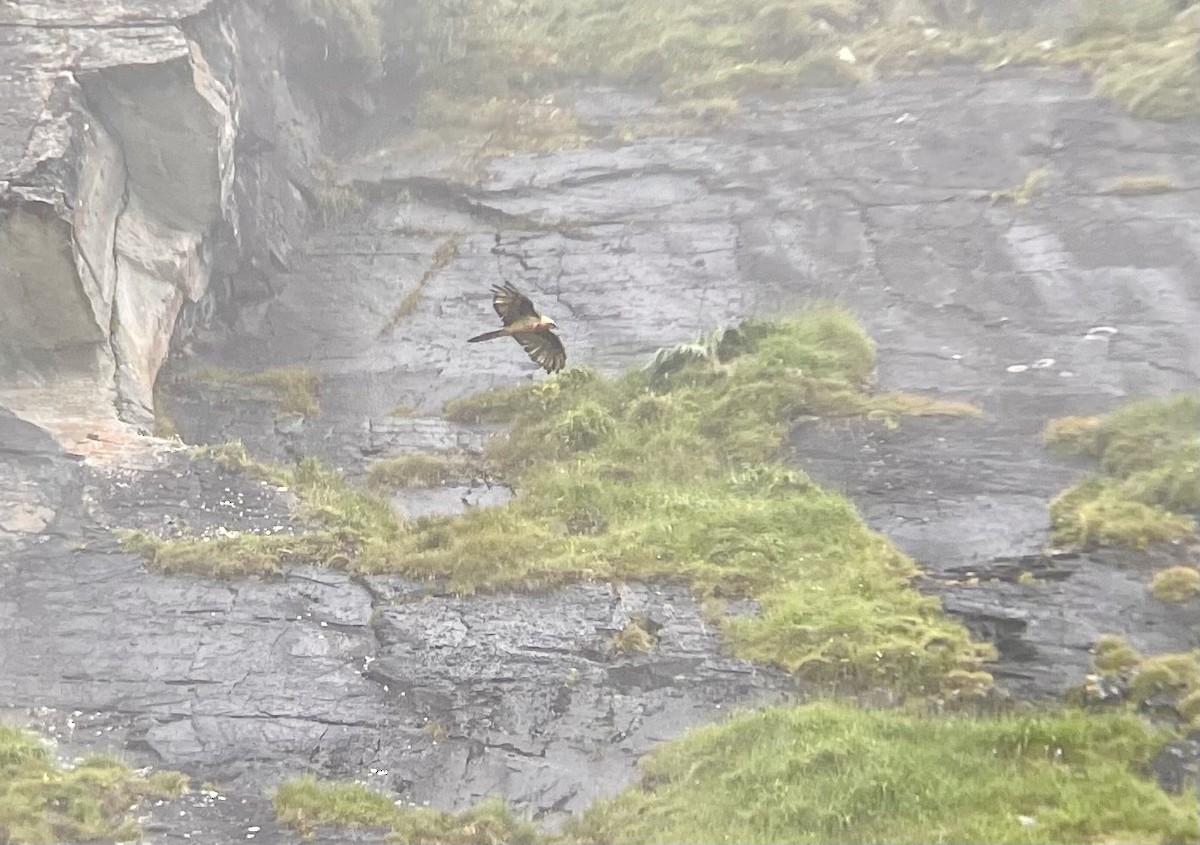 Bearded Vulture - ML622998187