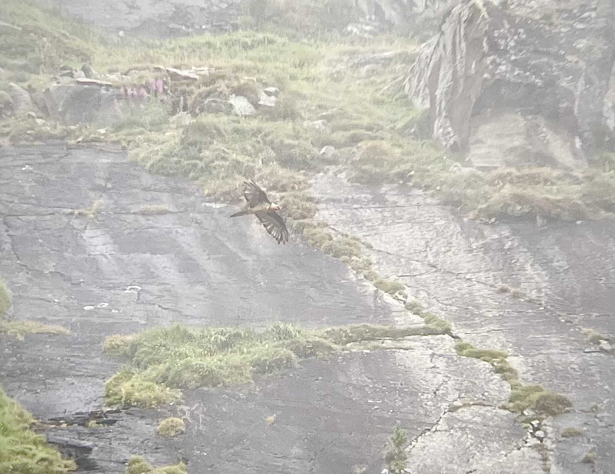 Bearded Vulture - ML622998188