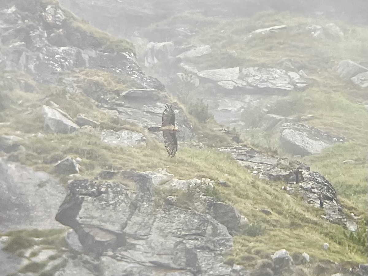 Bearded Vulture - ML622998189