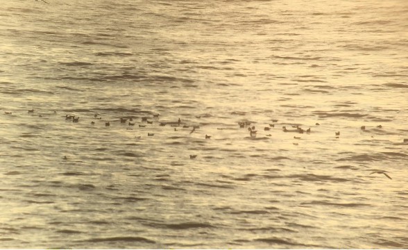 Cory's/Scopoli's Shearwater - ML622998192