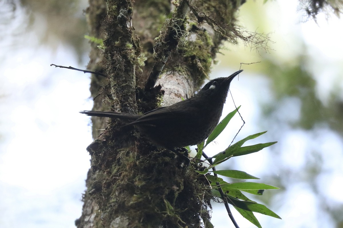 White-eared Myza - ML622998215