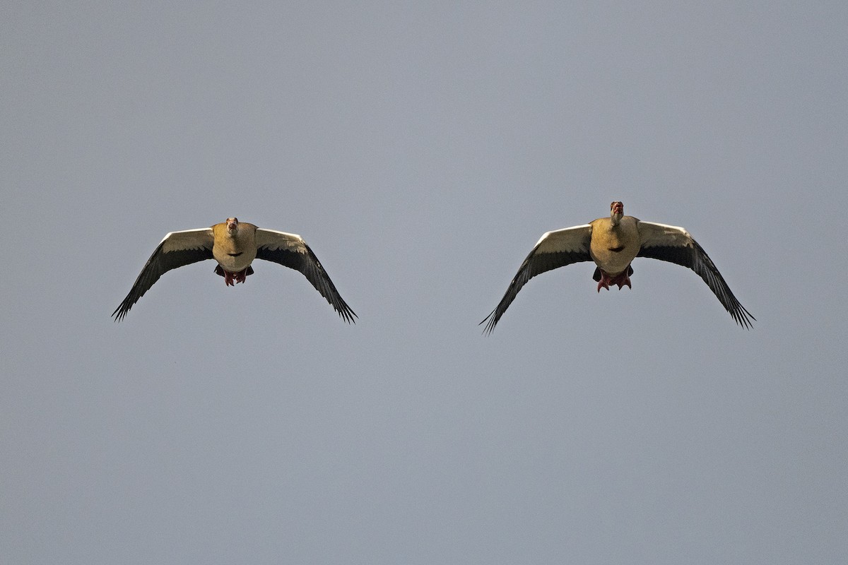 Nilgans - ML622998244