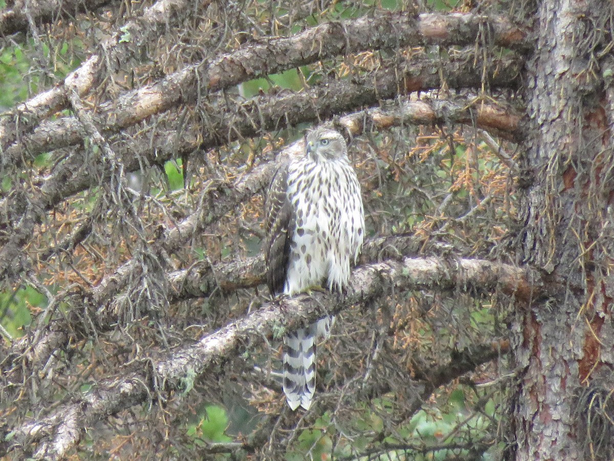 American Goshawk - ML622998284