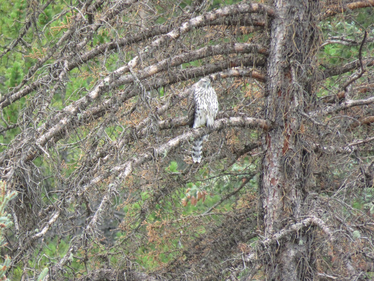 American Goshawk - ML622998292