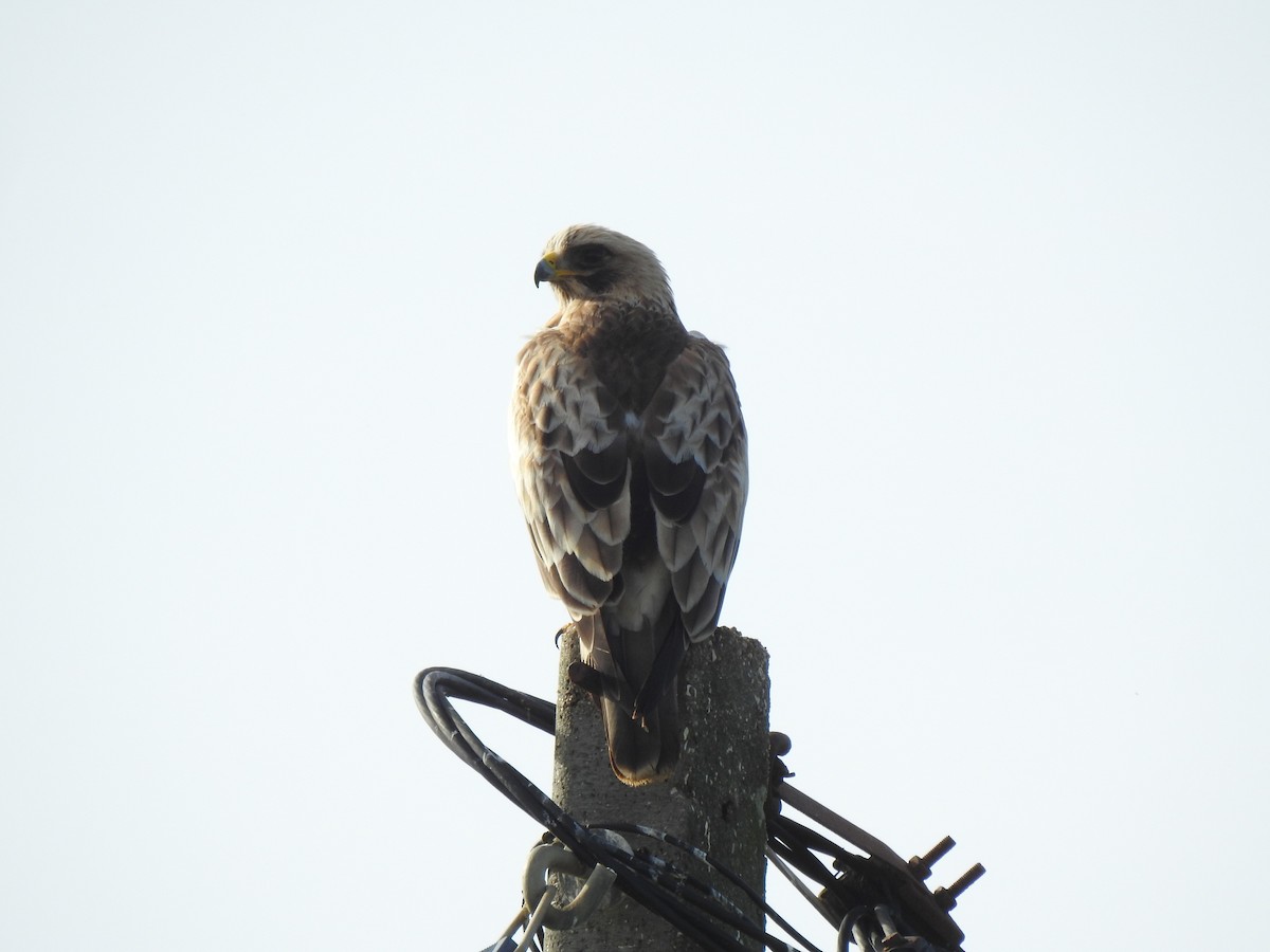 Booted Eagle - ML622998310