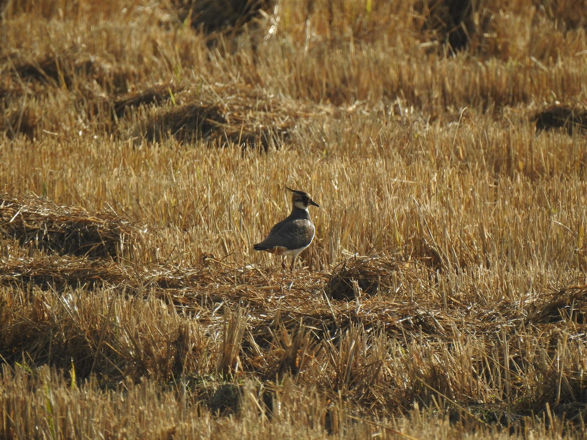 Northern Lapwing - ML622998315