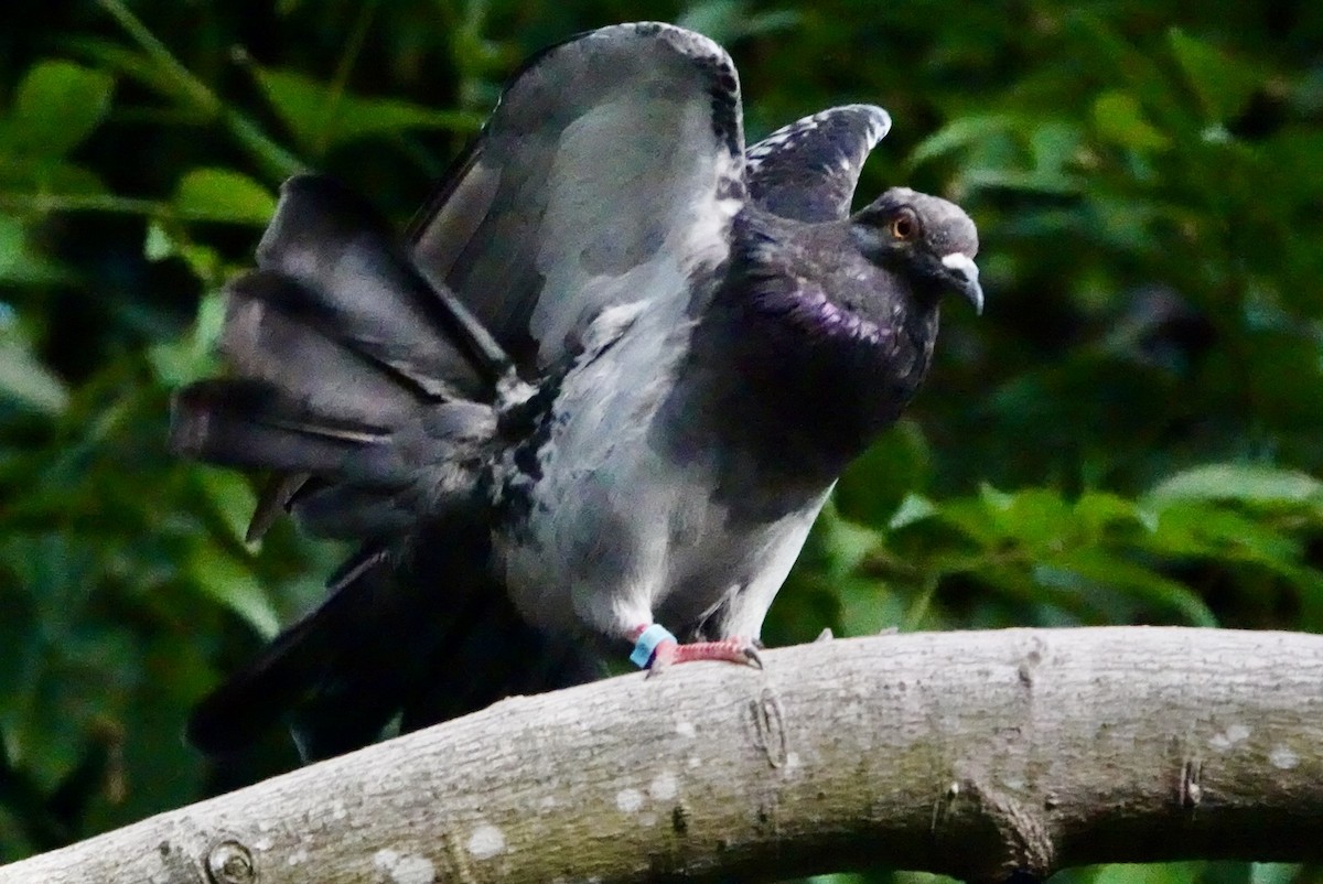 Rock Pigeon (Feral Pigeon) - ML622998318