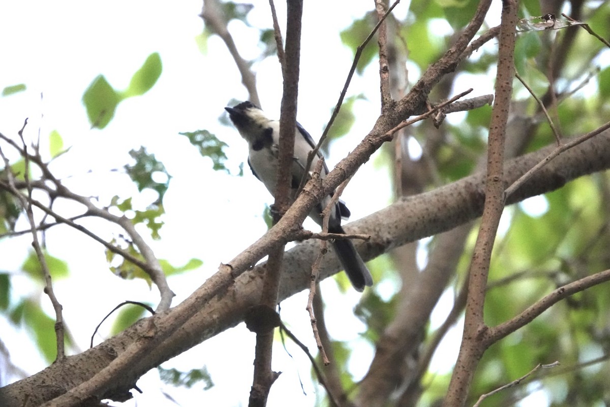 Japanese Tit - ML622998334