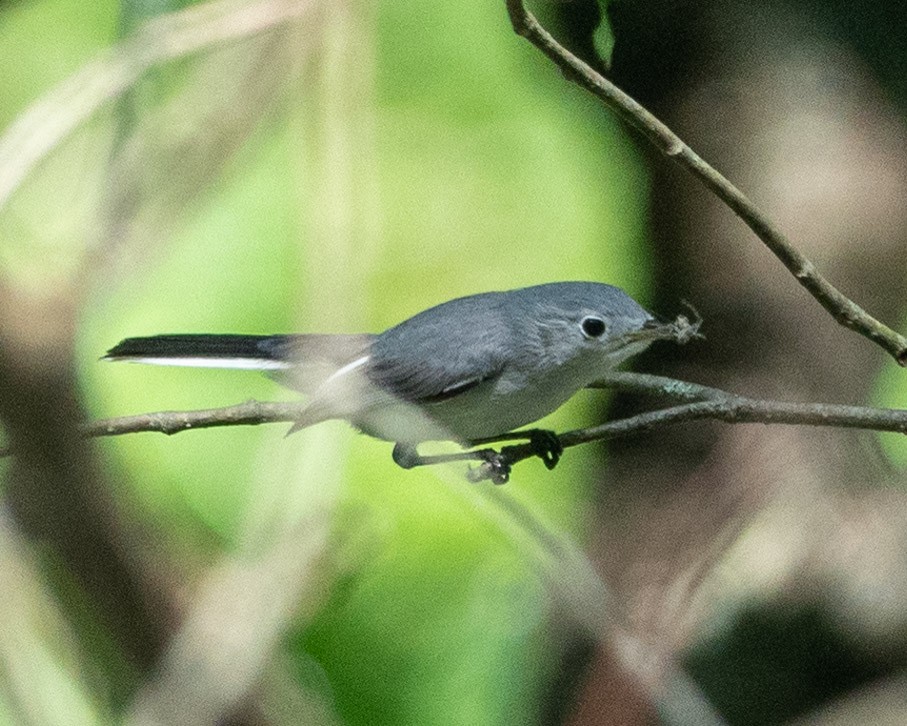 Blue-gray Gnatcatcher - ML622998335