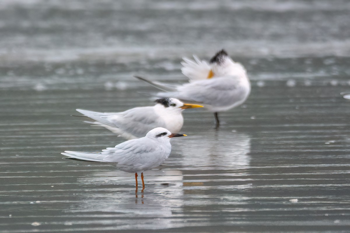 Snowy-crowned Tern - ML622998342