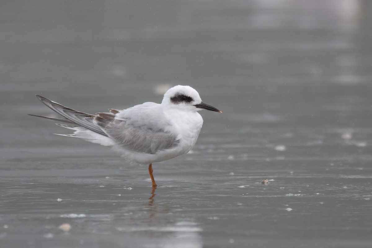 Snowy-crowned Tern - ML622998345