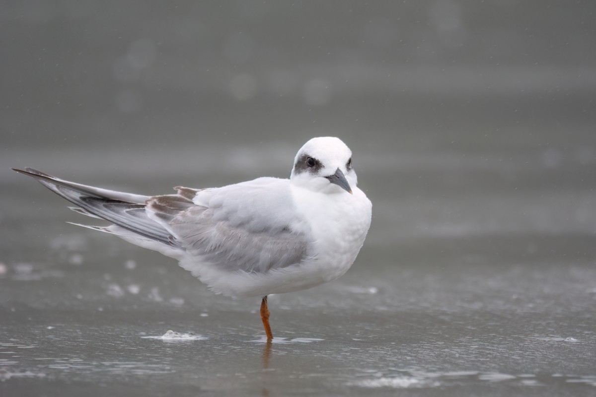 Snowy-crowned Tern - ML622998350