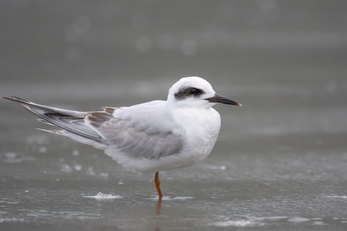 Snowy-crowned Tern - Marcos Eugênio Birding Guide