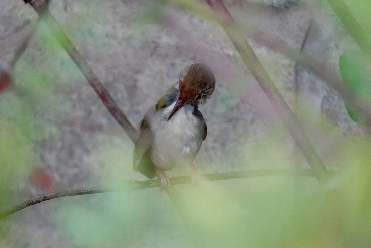 Common Tailorbird - ML622998366