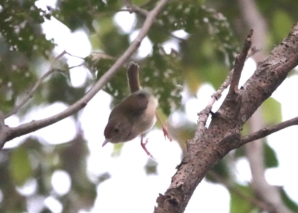 Common Tailorbird - ML622998368