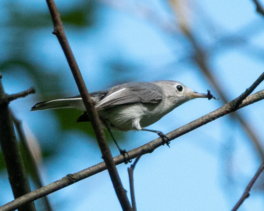 Blue-gray Gnatcatcher - ML622998374
