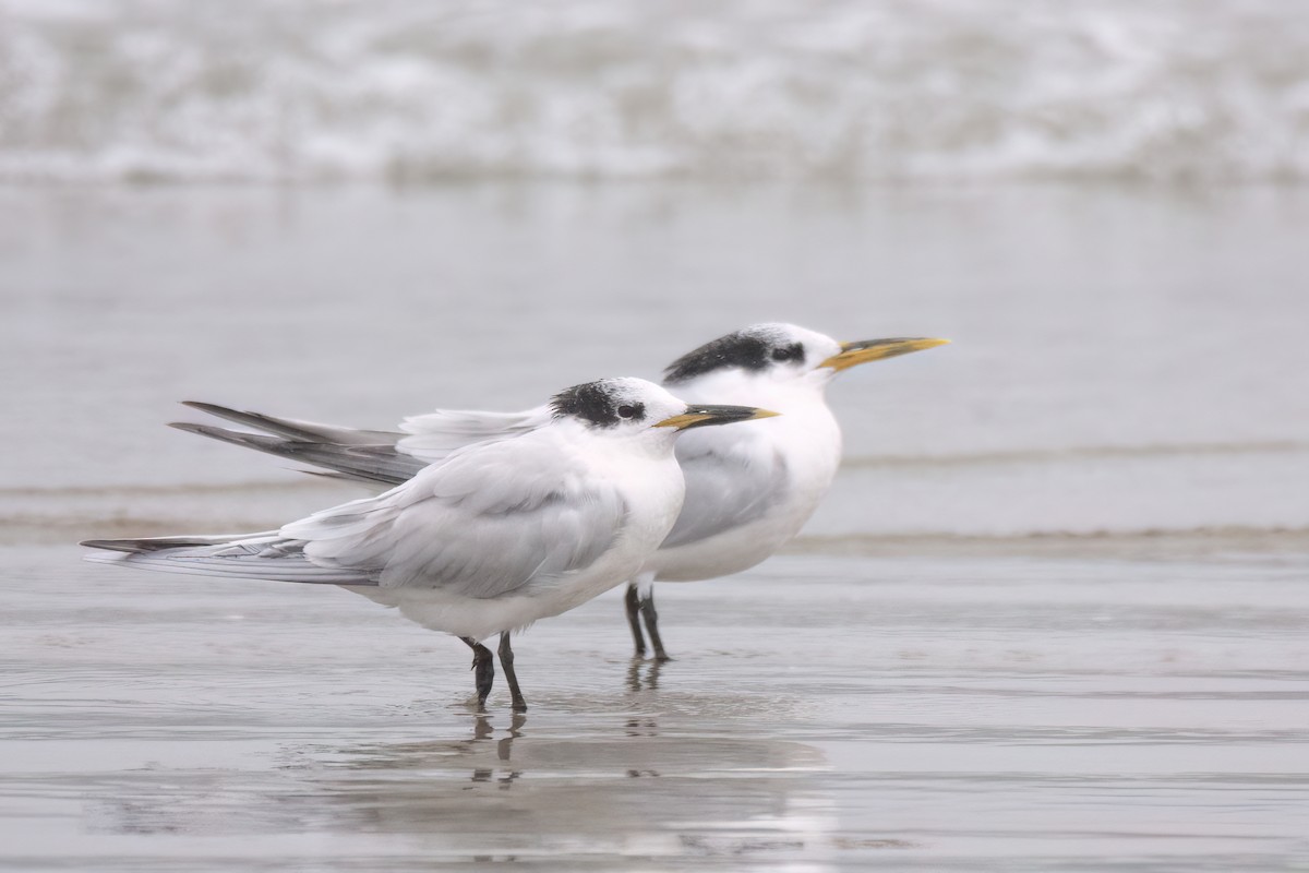 Sandwich Tern - ML622998377