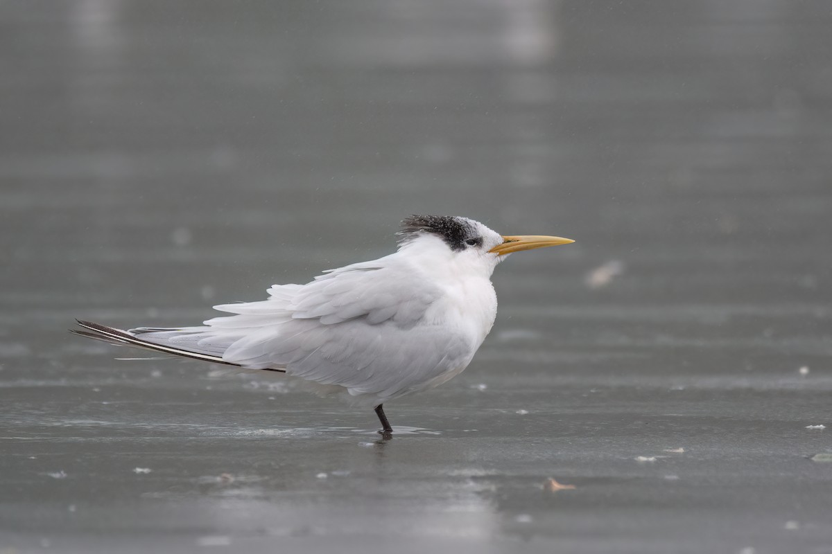 Sandwich Tern - ML622998379