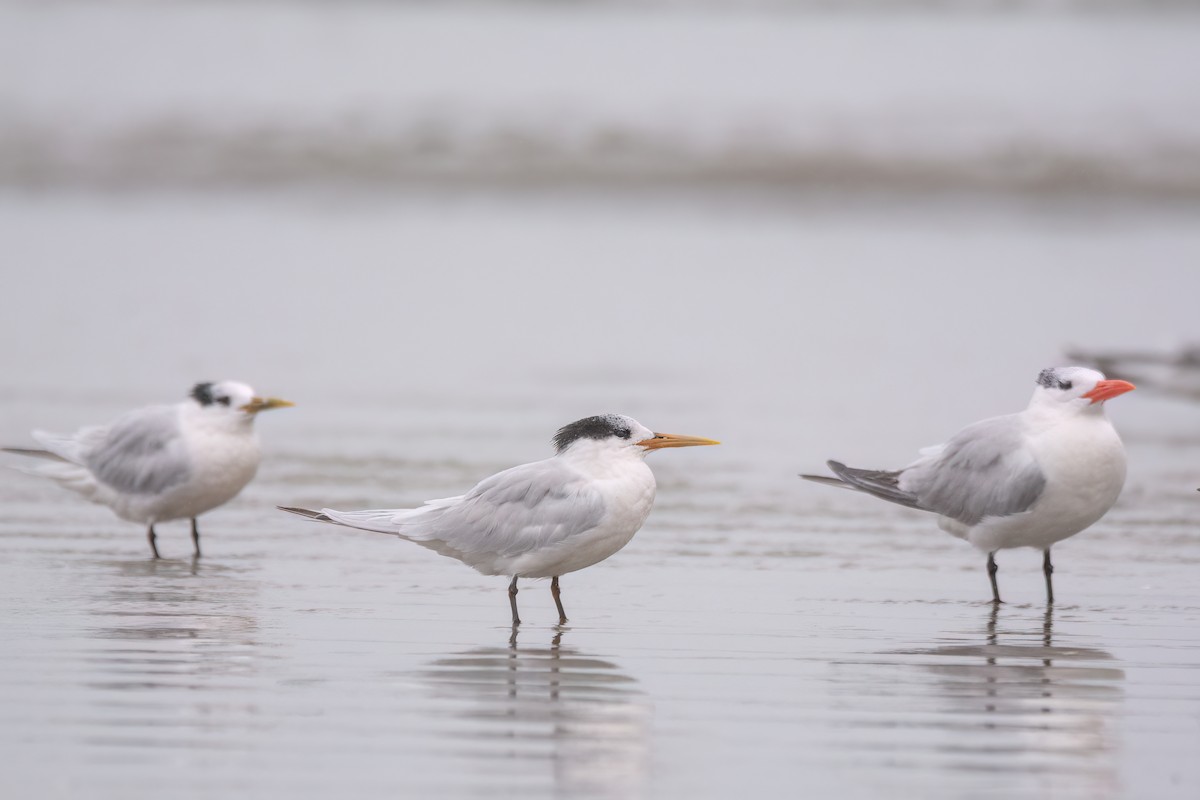 Sandwich Tern - Marcos Eugênio Birding Guide