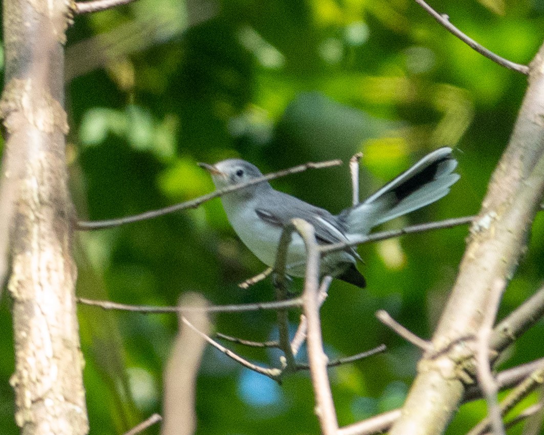 Blue-gray Gnatcatcher - ML622998388