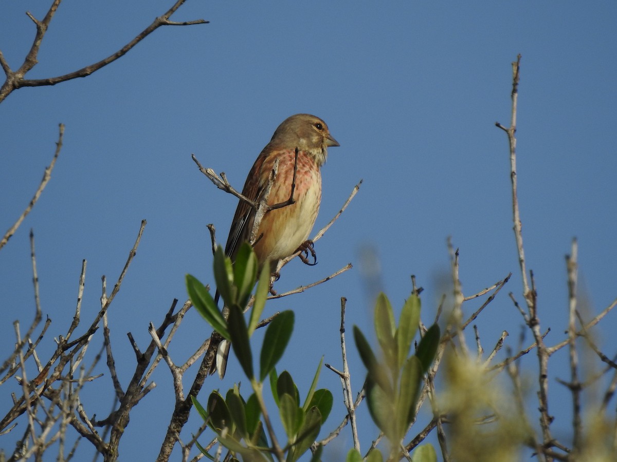Eurasian Linnet - ML622998399