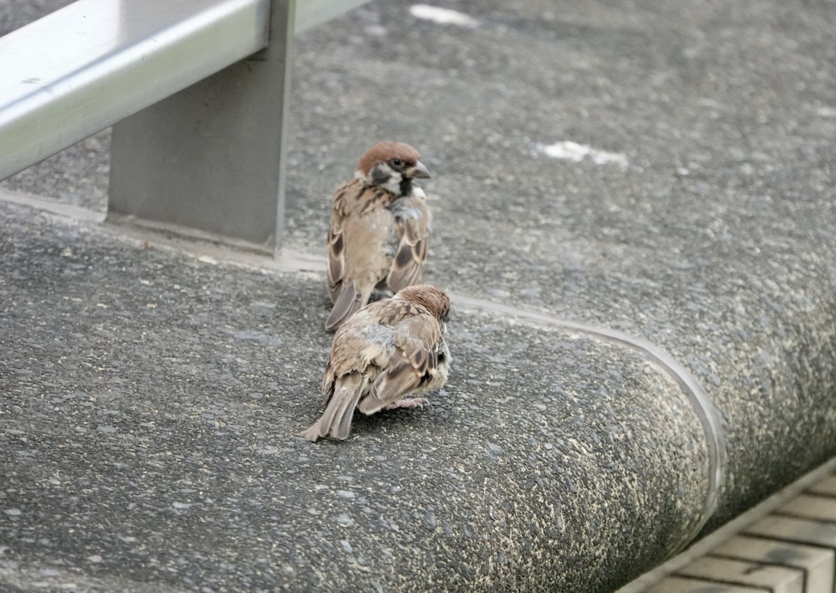 Eurasian Tree Sparrow - ML622998404