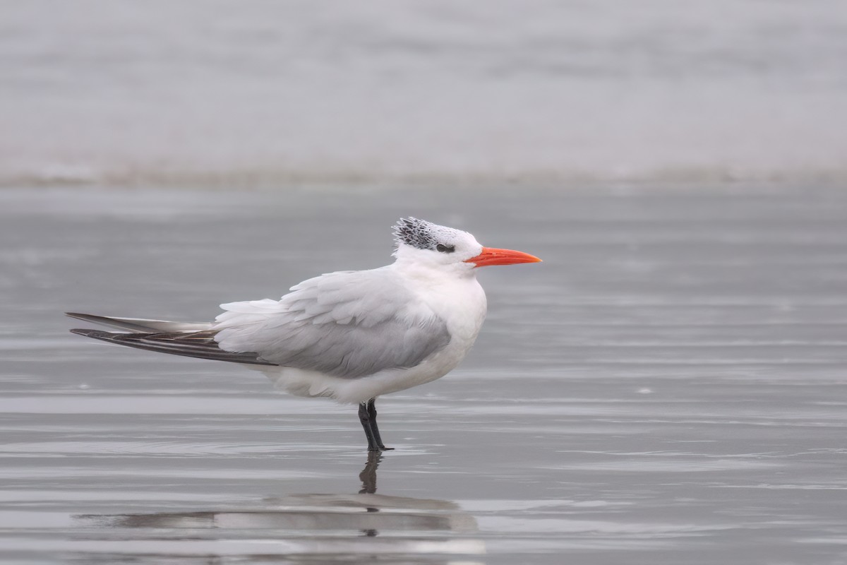 Royal Tern - ML622998405