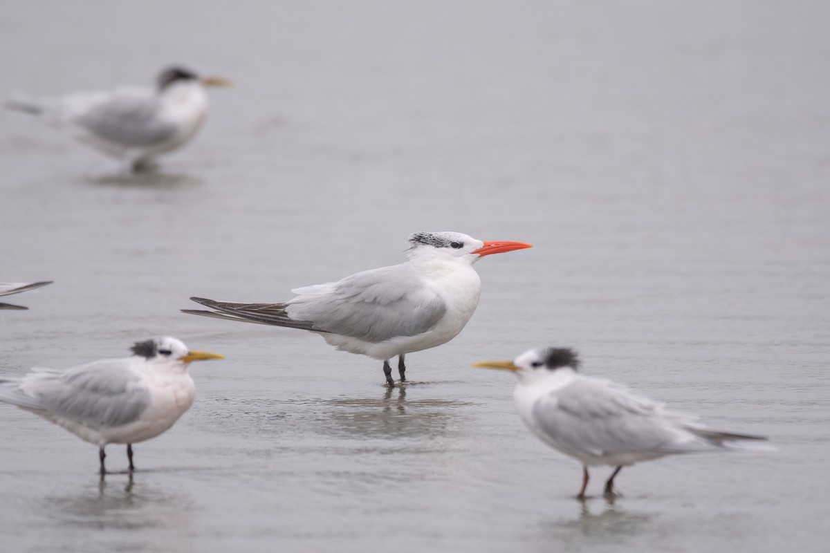 Royal Tern - ML622998410