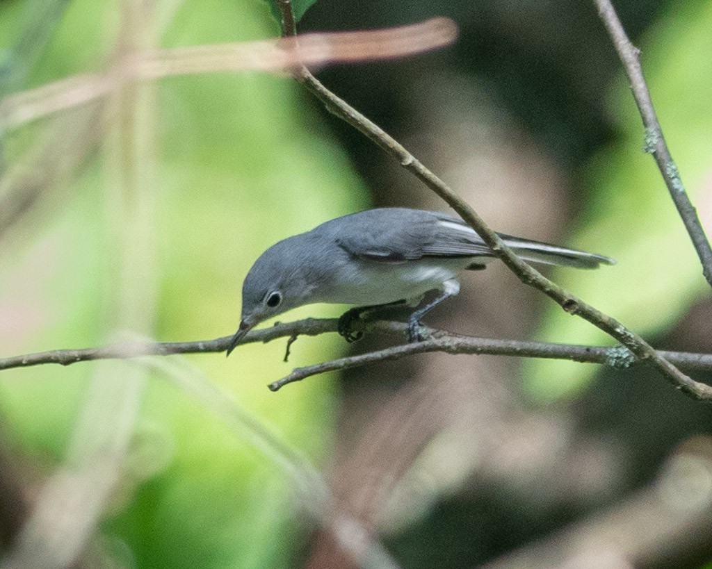 Blue-gray Gnatcatcher - ML622998411