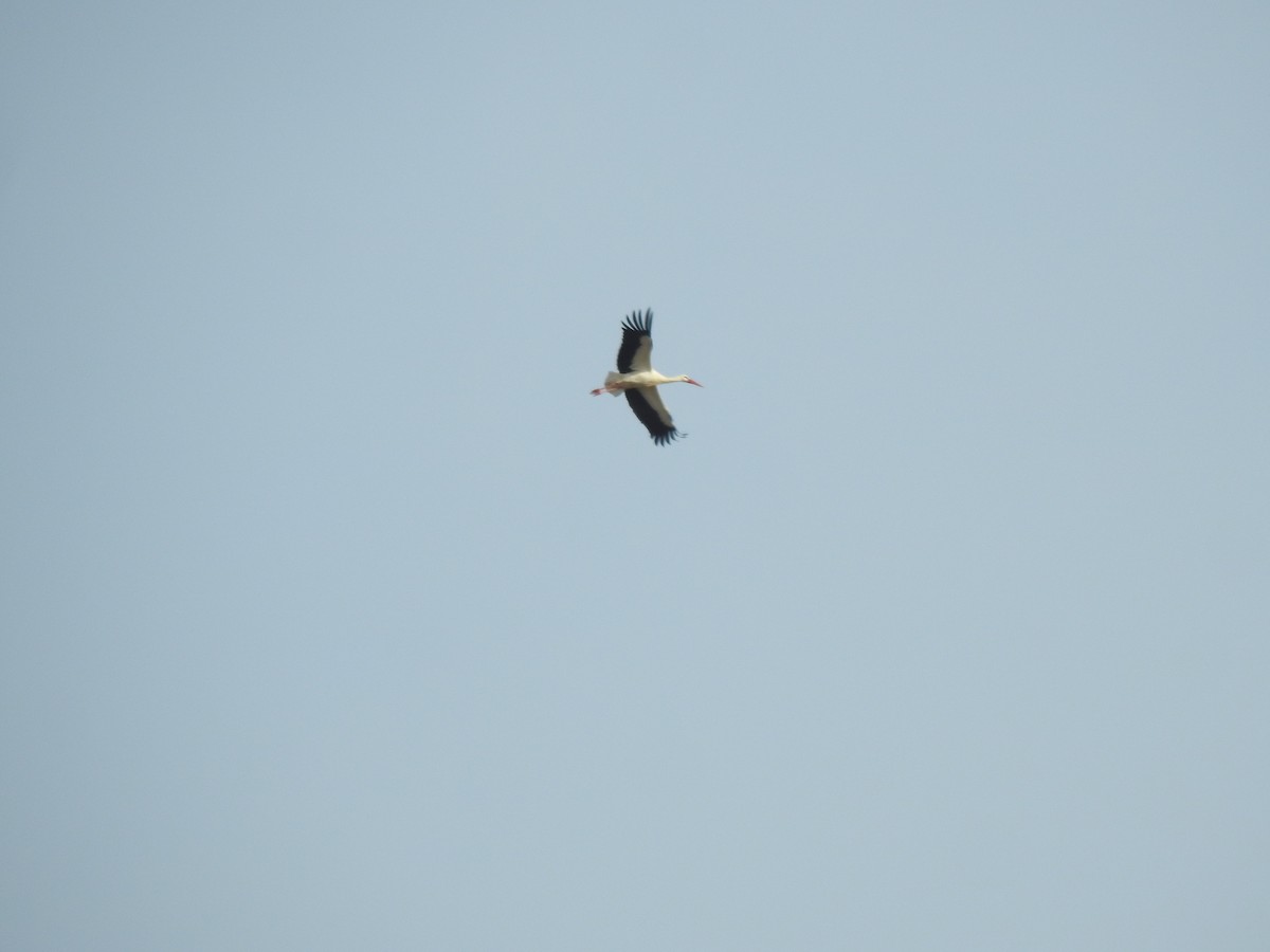White Stork - ML622998425