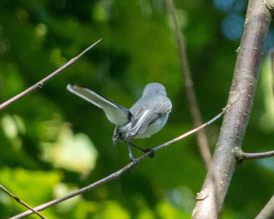 Blue-gray Gnatcatcher - ML622998428